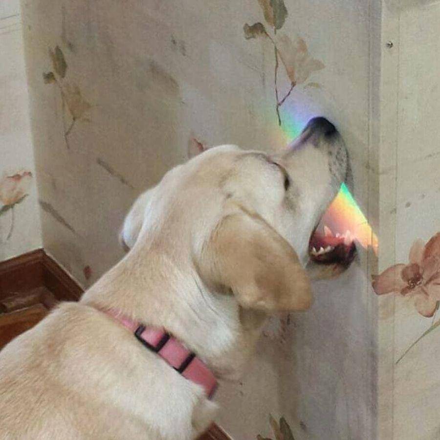 potret anjing bawa benda aneh di mulut (reddit.com/user/dotgm321)