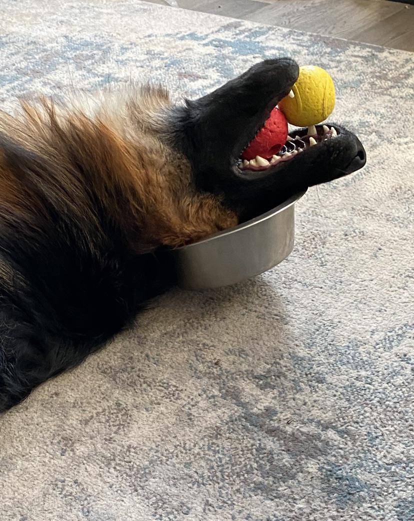 potret anjing bawa benda aneh di mulut (reddit.com/user/ClassyLifter)
