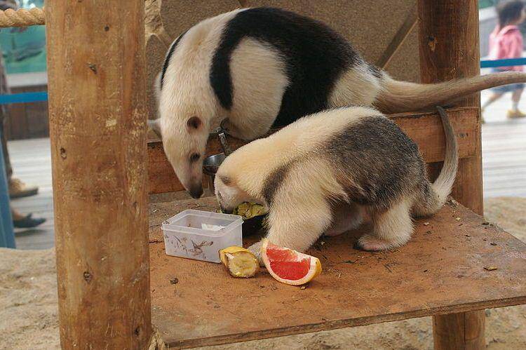 tamandua dan anaknya di Akuarium Sunshine, Jepang (commons.wikimedia.org/pelican)