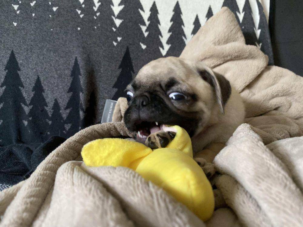 potret anjing bawa benda aneh di mulut (reddit.com/user/Pokii)
