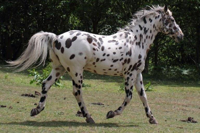 Araaloosa (horseislove.com)