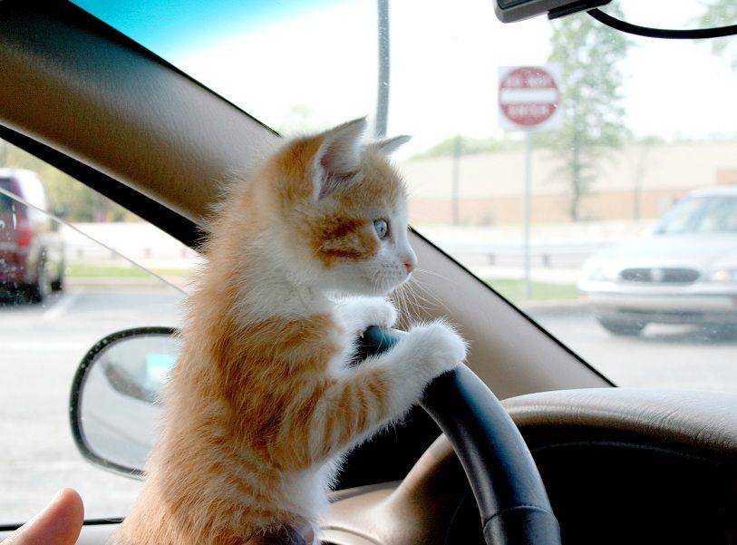 kucing berkendara mobil (twitter.com/Justins Bieber's Cat)