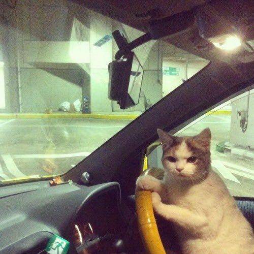 kucing menyetir mobil (twitter.com/reactions)