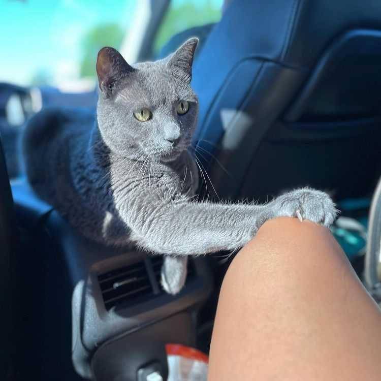kucing protes (instagram.com/stinkanyc)