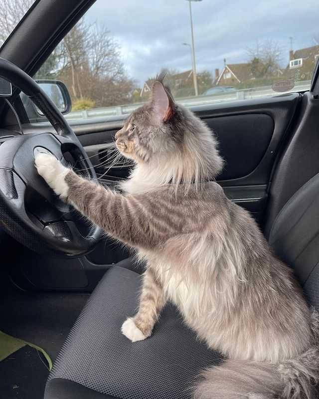 kucing membunyikan klakson (instagram.com/lkmainecoonuk)