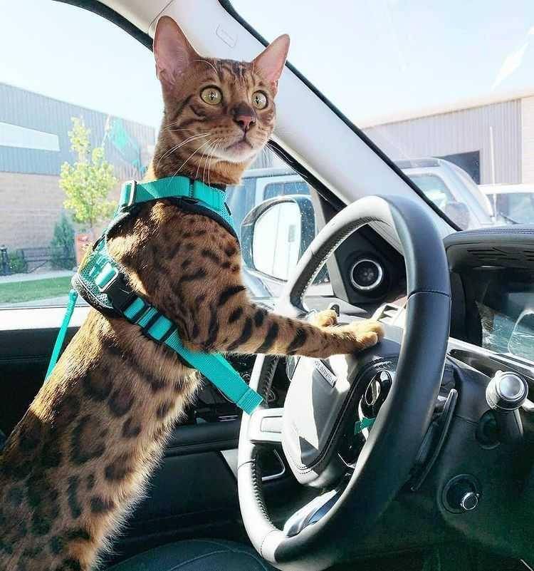 memakai sabuk pengaman (instagram.com/daily_beautiful_cats)