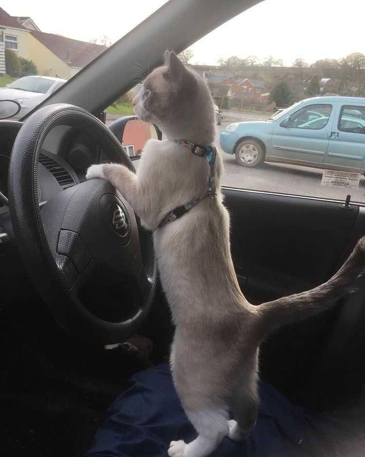 kucing terjebak macet (instagram.com/edjimamibill)
