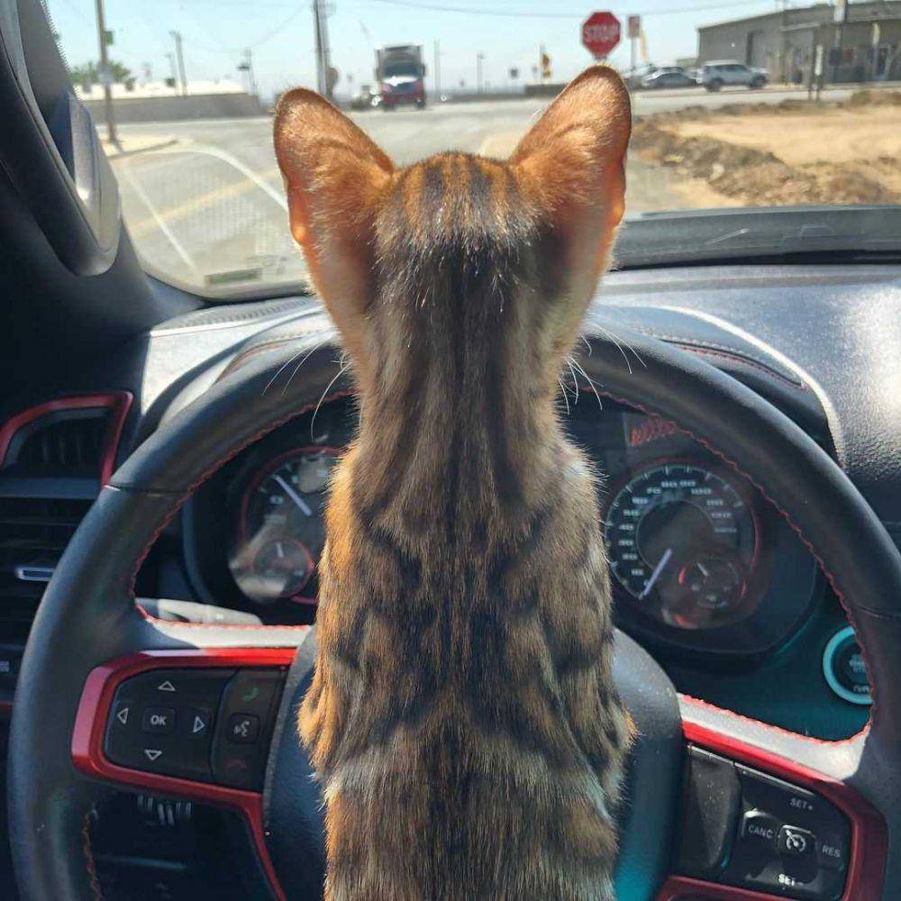 kucing berkendara (instagram.com/leap_of_faith_bengals)