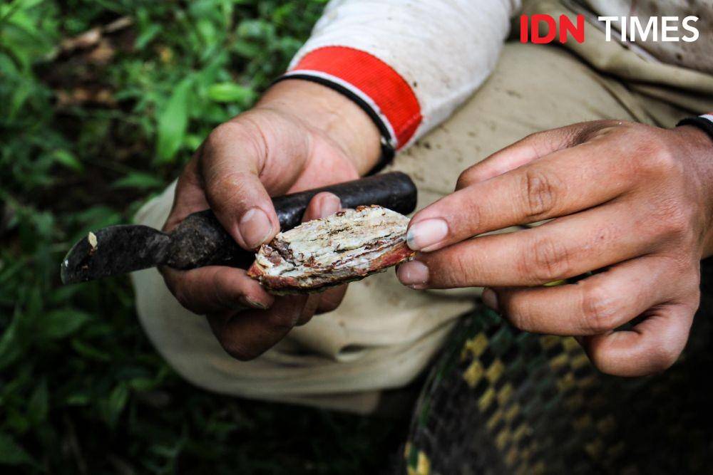Hutan kemenyan di kawasan Tapanuli Utara dijaga kelestariannya melalui kearifan lokal. (IDN Times/Prayugo Utomo)