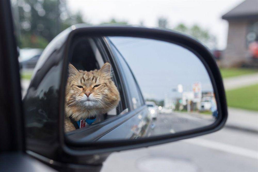 kucing berkendara mobil (twitter.com/News24)