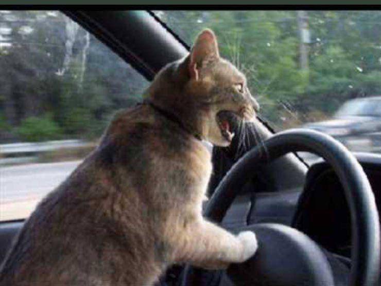 kucing marah saat berkendara mobil (twitter.com/City of Joburg)