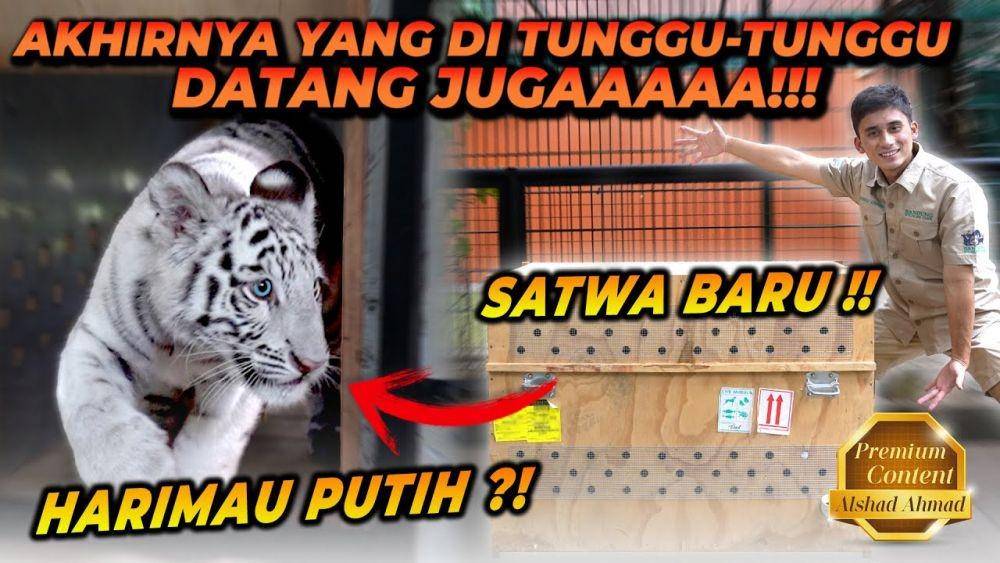 ALSHAD KEDATANGAN SATWA BARU ?? HARIMAU PUTIH YANG LANGKA ?! BUAT JADI TEMENNYA ESHAN JINORA !! (YouTube.com/Alshad Ahmad)