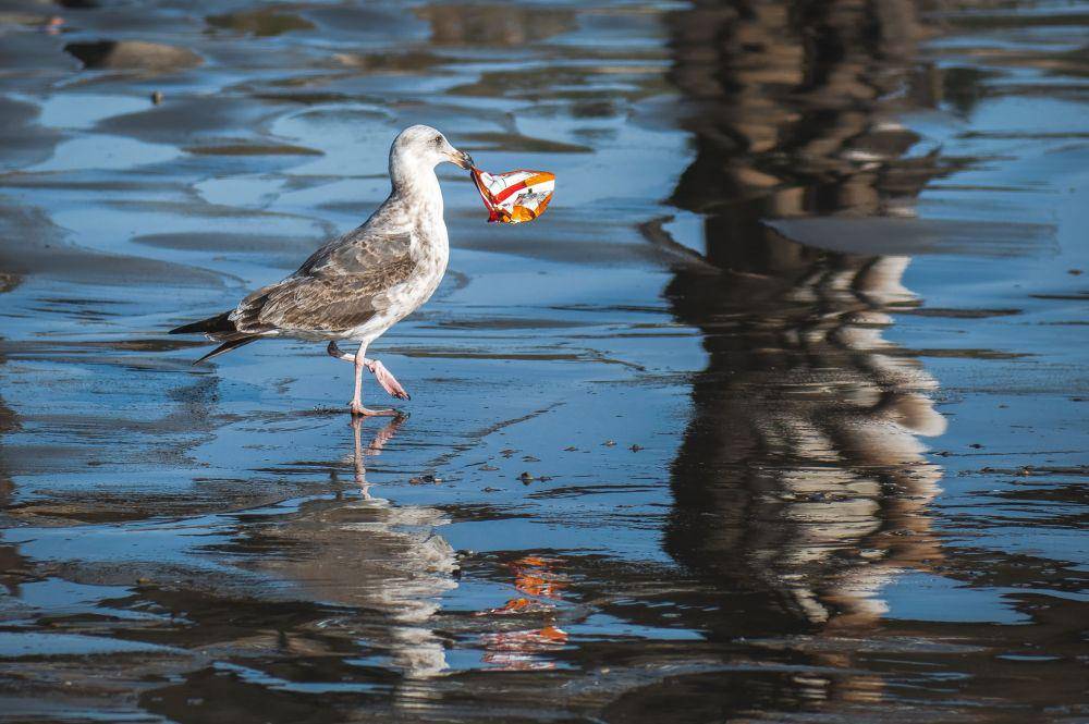 Ilustrasi burung memakan sampah plastik | Unsplash