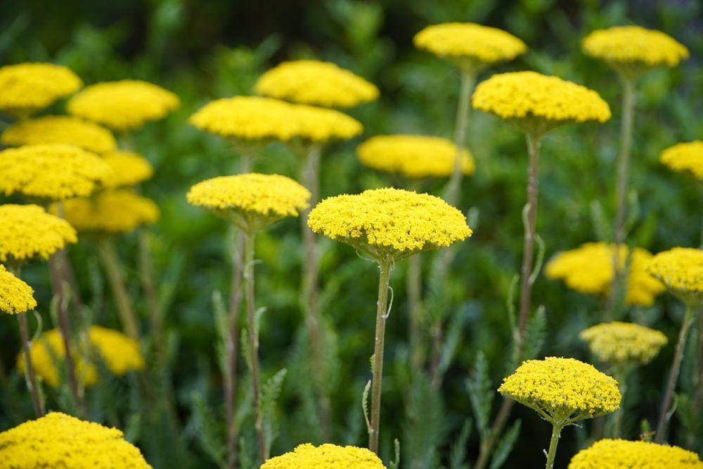 Ilustrasi bunga yarrow (pixabay.com/beauty_of_nature)