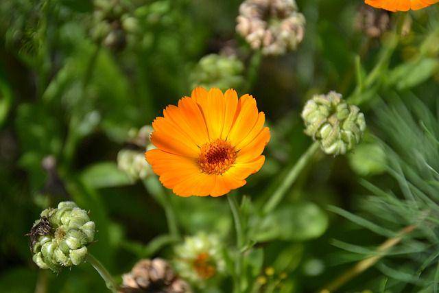 Ilustrasi bunga calendula (pixabay.com/Mareefe)