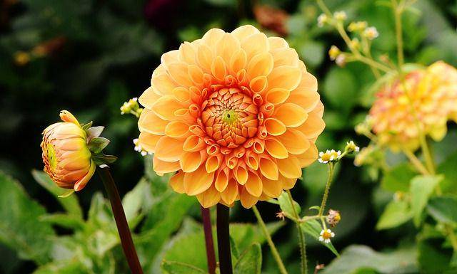 Ilustrasi bunga dahlia (pixabay.com/Alexas_Fotos)