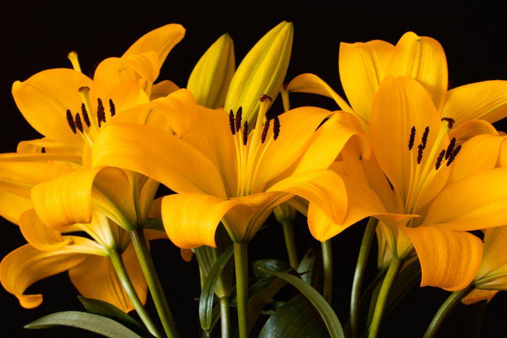 Ilustrasi bunga warna kuning (unsplash.com/Earl Wilcox)