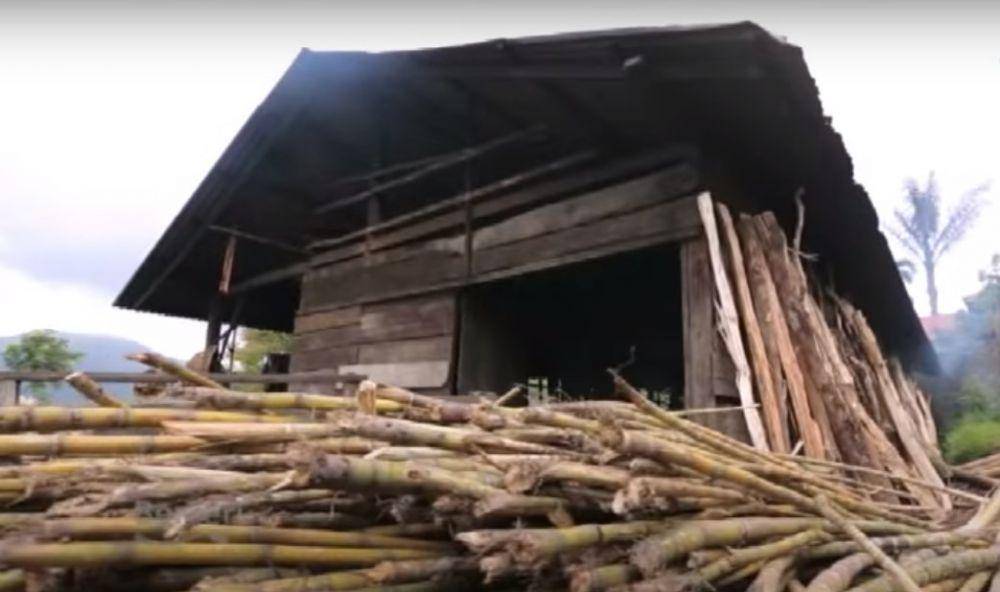 Warga Tabek sebagai petani tebu (youtube.com/SATU Indonesia)