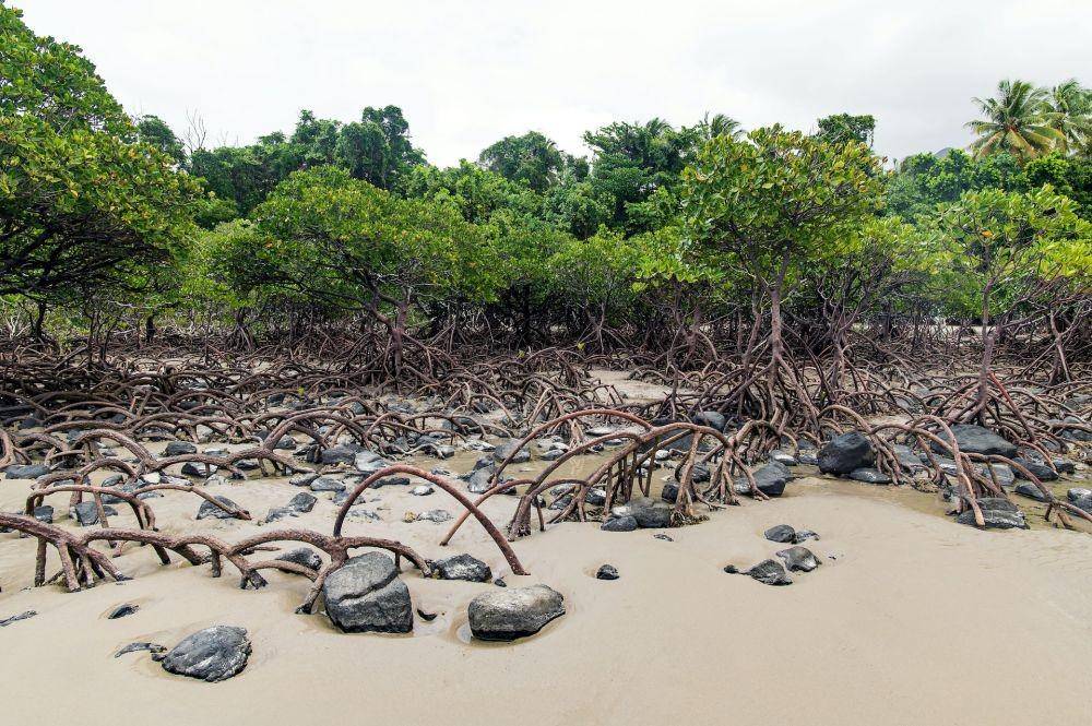 Potret hutan mangrove (unsplash.com/@davidclode)