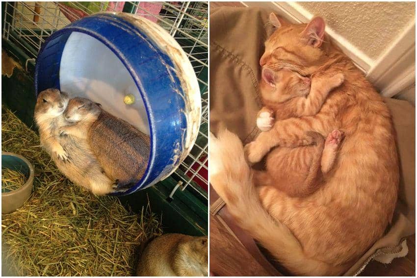 10 Potret Lucu Hewan Tidur sambil Pelukan, Gemas Banget!