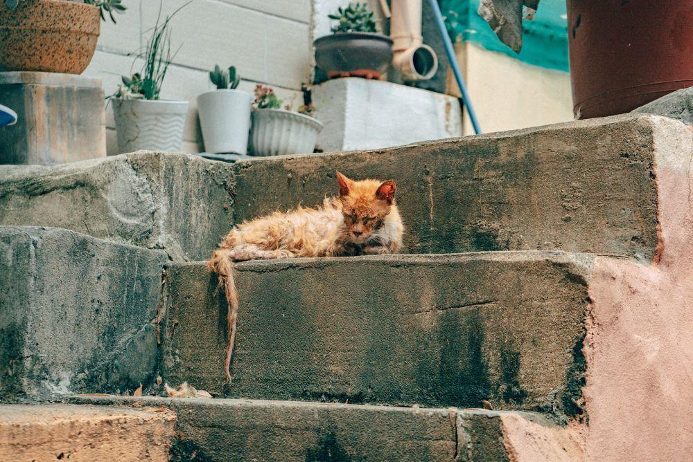 5 Tindakan Awal jika Kucing Terkena Scabies, Hindari Kontak Langsung!