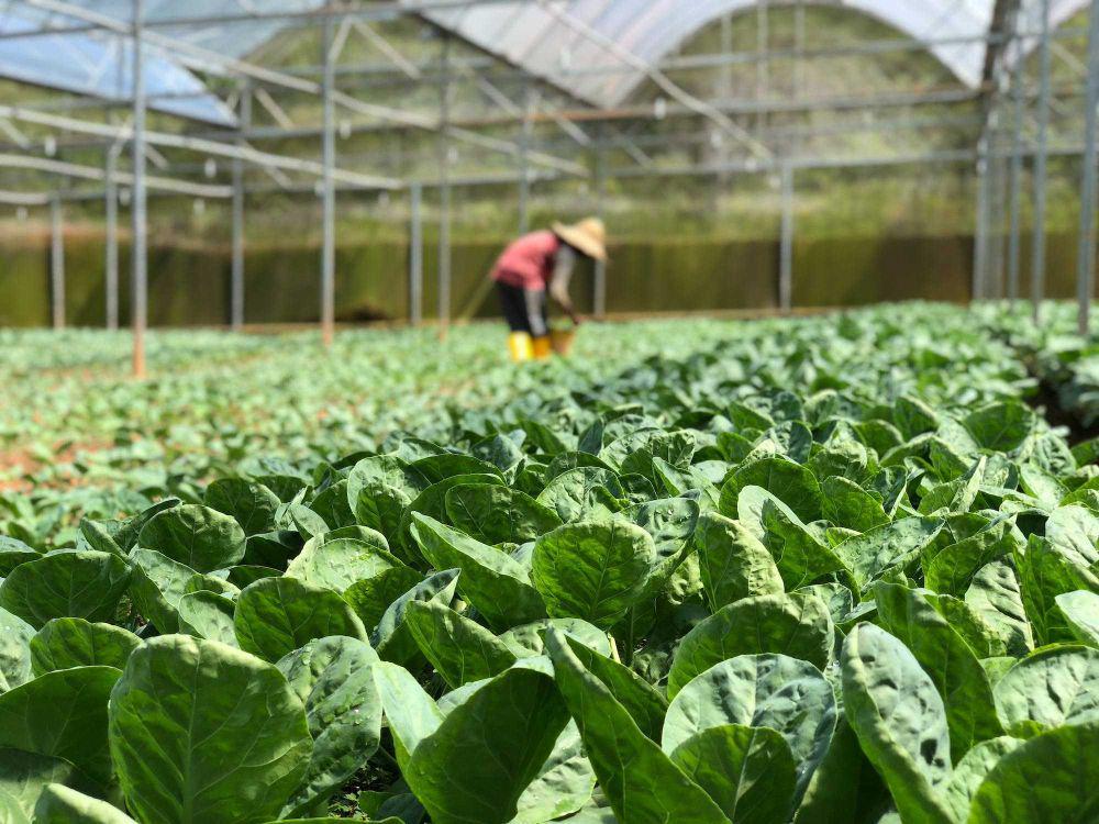 5 Jenis Tanaman Hortikultura yang Beredar di Pasaran