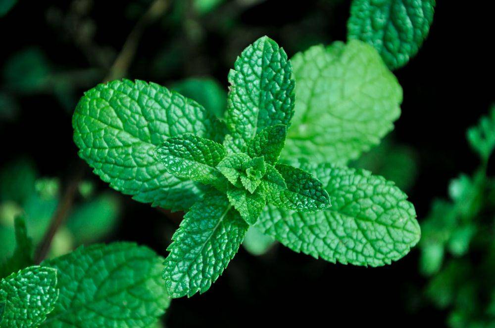 Daun peppermint (Pexels.com/Magdalena Nowak)