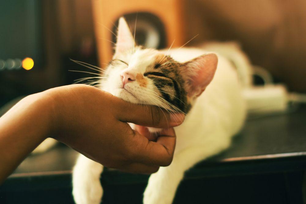 5 Hal yang Harus Kamu Perhatikan Sebelum Memelihara Kucing