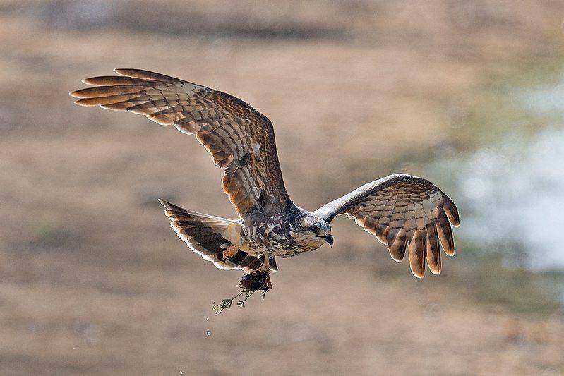 snail kite betina terbang membawa siput (commons.wikimedia.org/Russ)