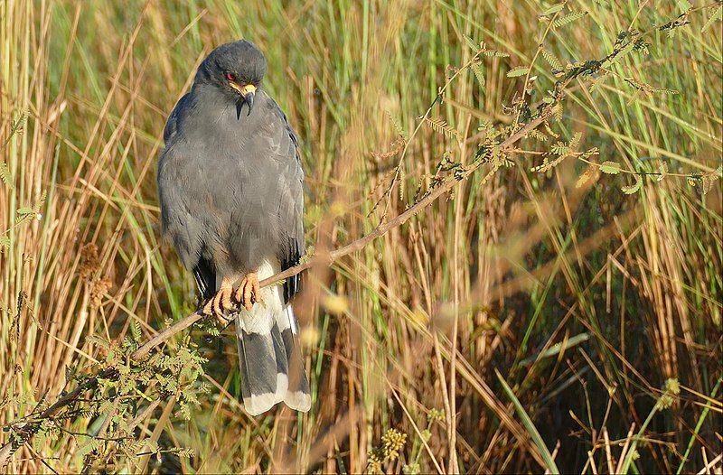 snail kite jantan (commons.wikimedia.org/Bernard DUPONT)