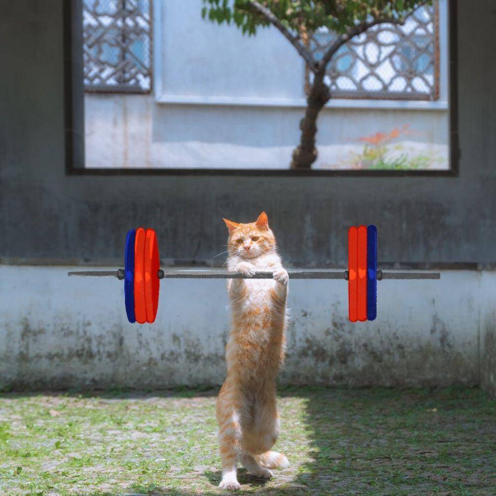 kucing angkat beban (twitter.com/VisitJiangsu)