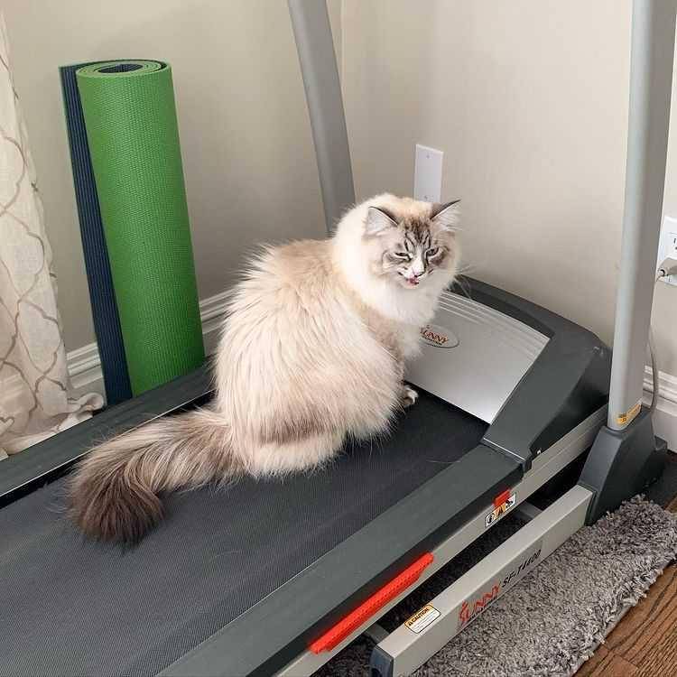 kucing treadmill (instagram.com/milo_emmie_siberiancats)