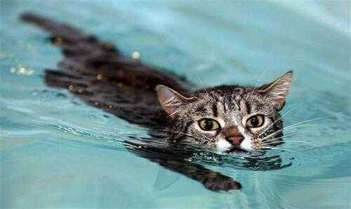 kucing berenang (twitter.com/Happy Cat)