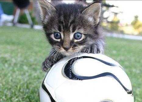 kucing bermain bola (twitter.com/Cat Woman)