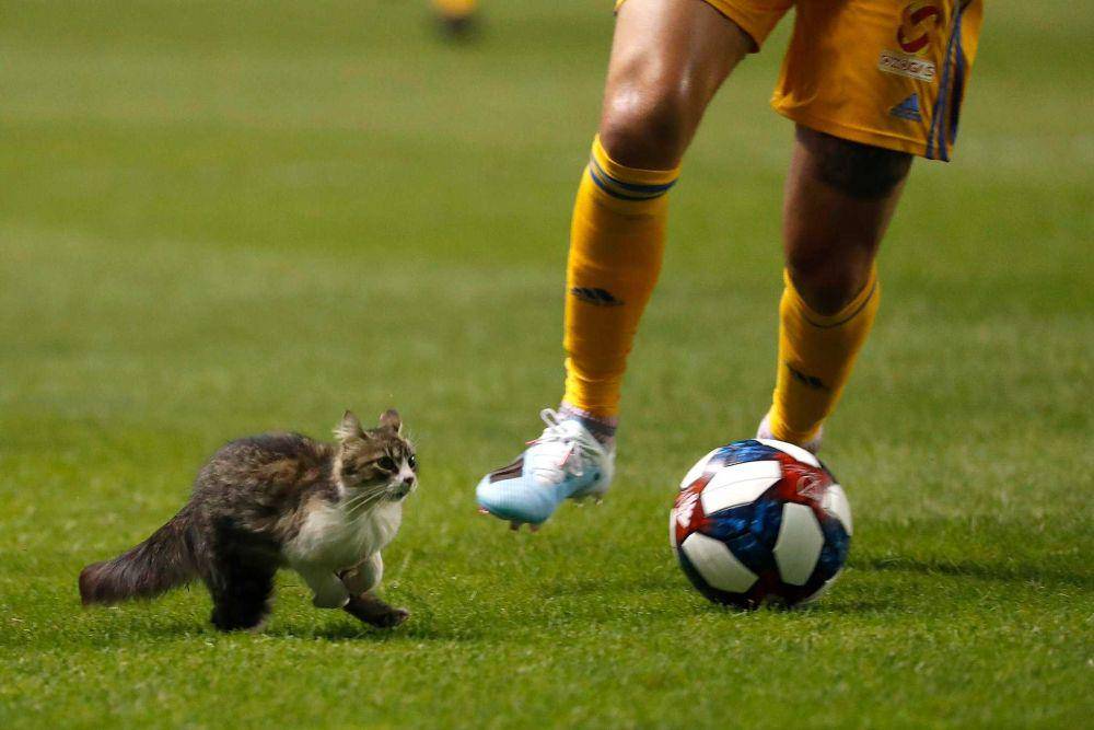 kucing bermain bola (twitter.com/Major League Soccer)
