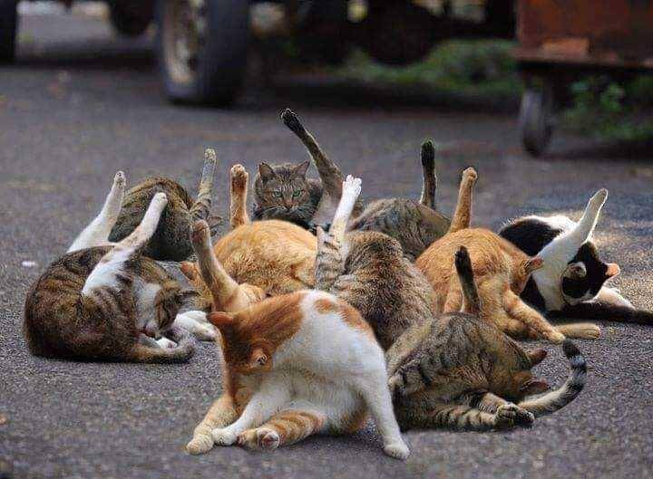 kucing senam (facebook.com/Pecinta Kucing Indonesia)