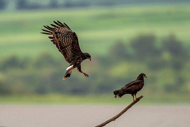 dua ekor snail kite (commons.wikimedia.org/Clodomiro Esteves Junior)