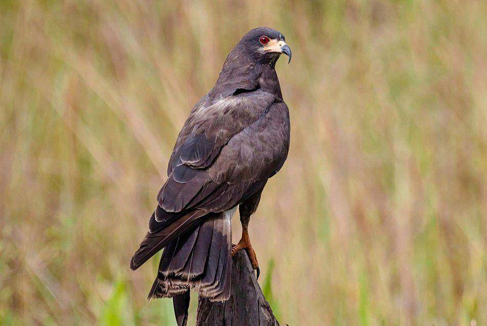 snail kite jantan (commons.wikimedia.org/Claudney Neves)