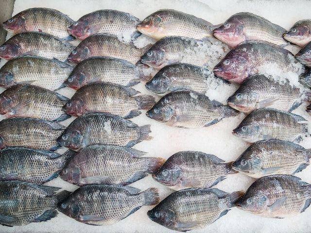 ilustrasi ikan mujair (pexels.com/Kindel Media)