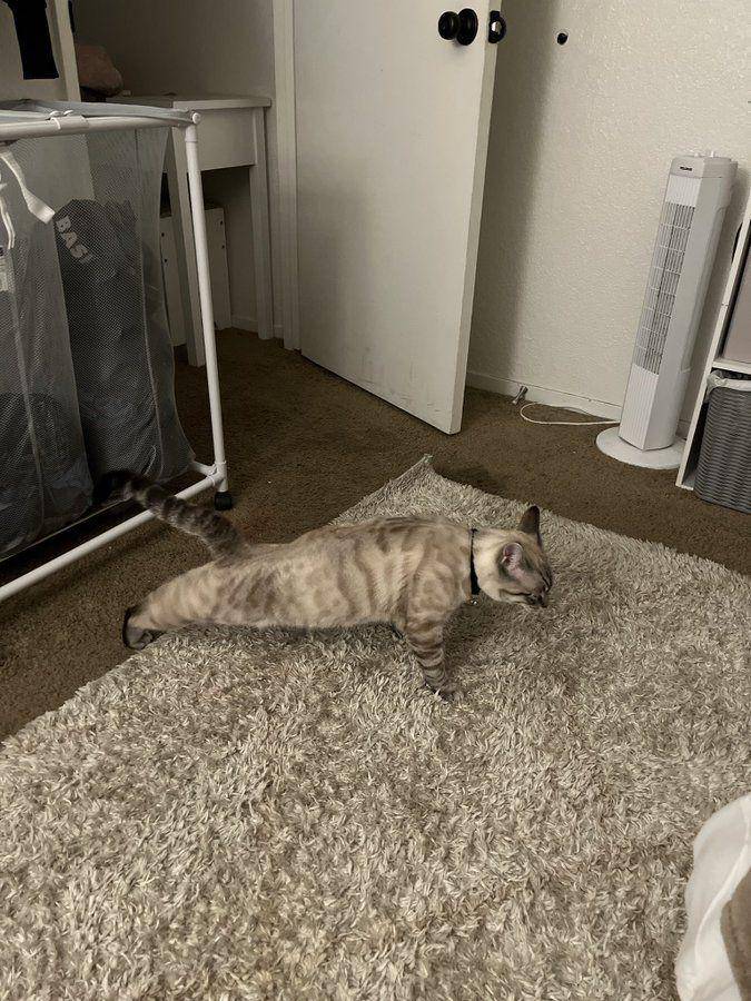 kucing push up (twitter.com/vae)