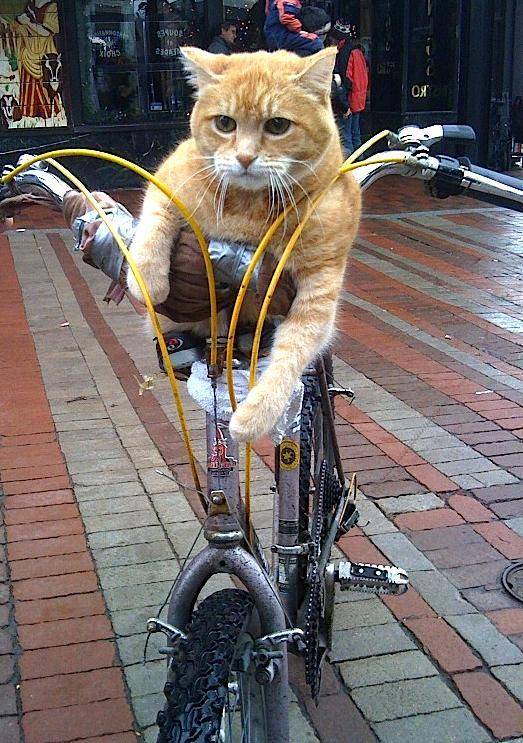 kucing bersepeda (twitter.com/Rider Oasis)