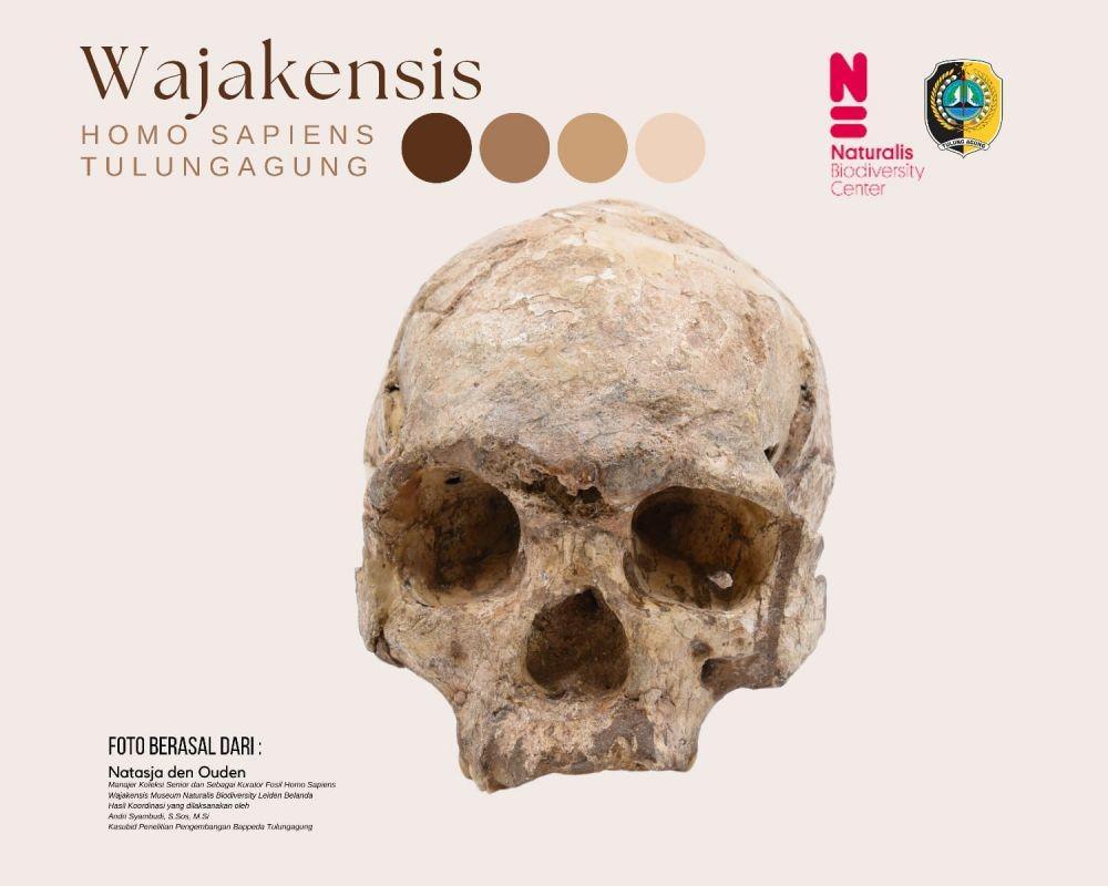 Tulungagung Dapat Hibah Replika Tengkorak Fosil Homo Wajakensis