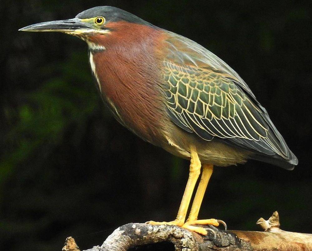 ilustrasi heron hijau (commons.wikimedia.org)