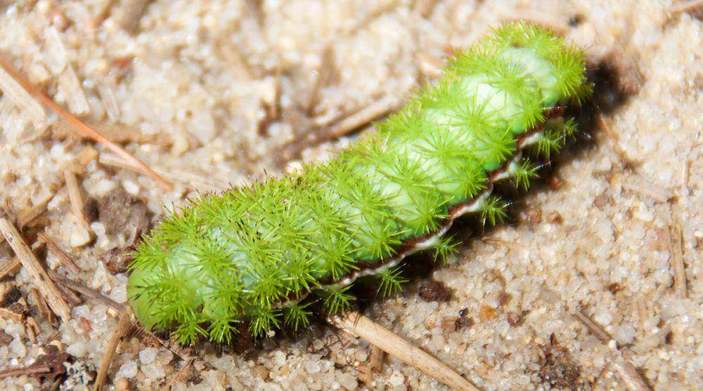 ilustrasi Io Moth Caterpillar (southcarolinapublicradio.org)