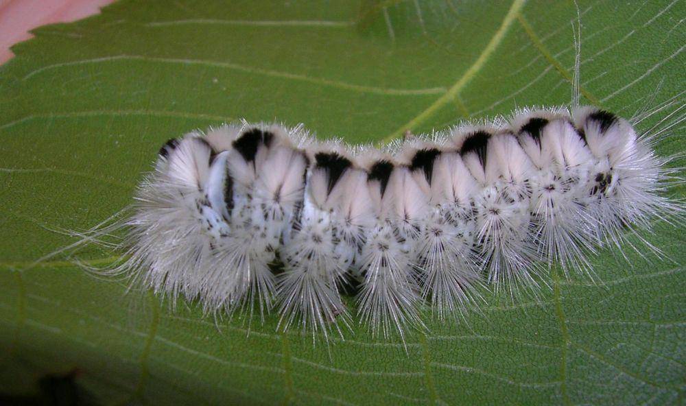 ilustrasi Hickory Tussock Caterpillar (metroparks.net)