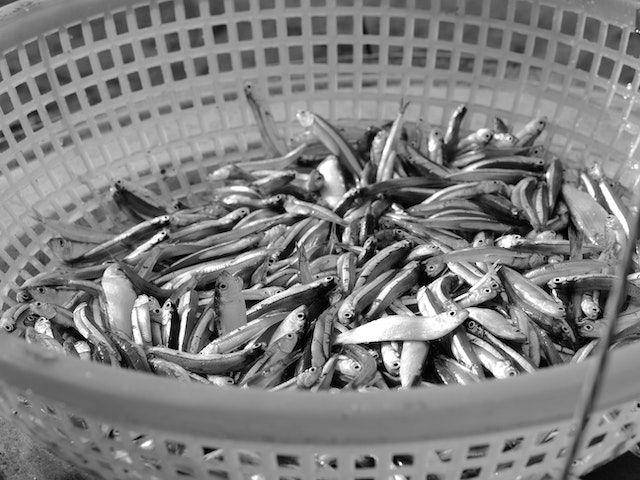 ilustrasi ikan teri basah (pexels.com/khanhhoangminh)