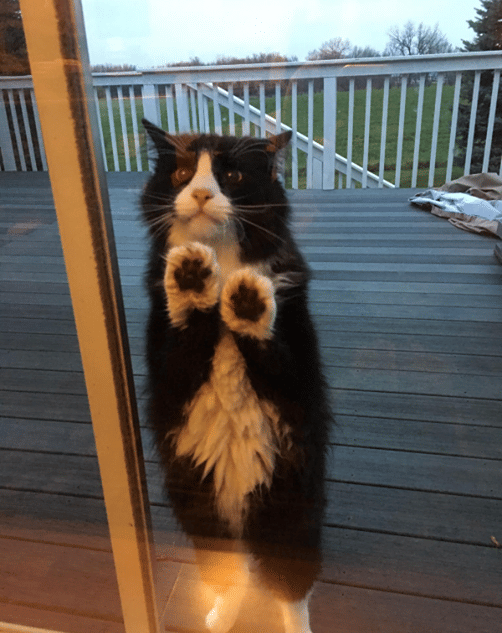potret lucu kucing cari perhatian (reddit.com/user/RuneFell)