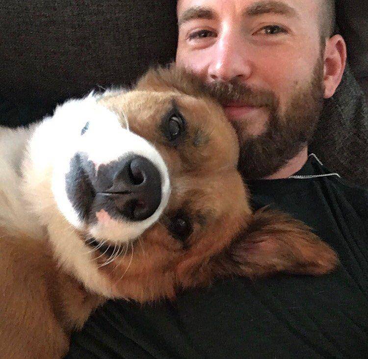 Chris Evans dan anjingnya Dodger (instagram.com/chrisevans)