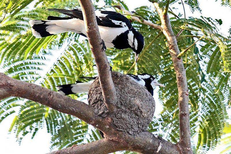 Magpie larks (nzbirdsonline.org.nz)