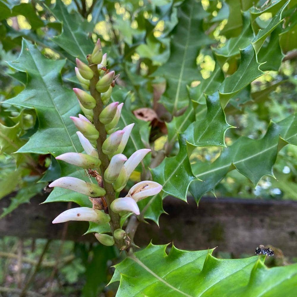 Potret daun jeruju (instagram.com/_jennysim_)